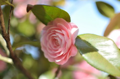 椿の花