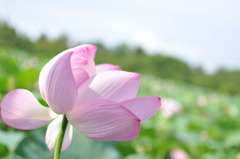 猿賀公園　蓮　その１