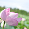猿賀公園　蓮　その１