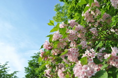 初夏の森　その３