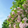 初夏の森　その３