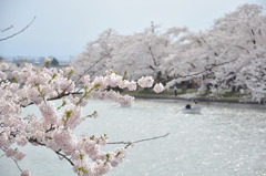 弘前公園　その４