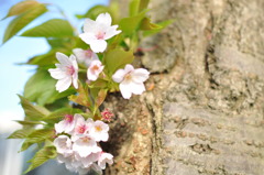 幹から芽吹く遅咲きの桜