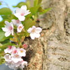 幹から芽吹く遅咲きの桜