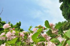 初夏の森　その４