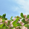 初夏の森　その４