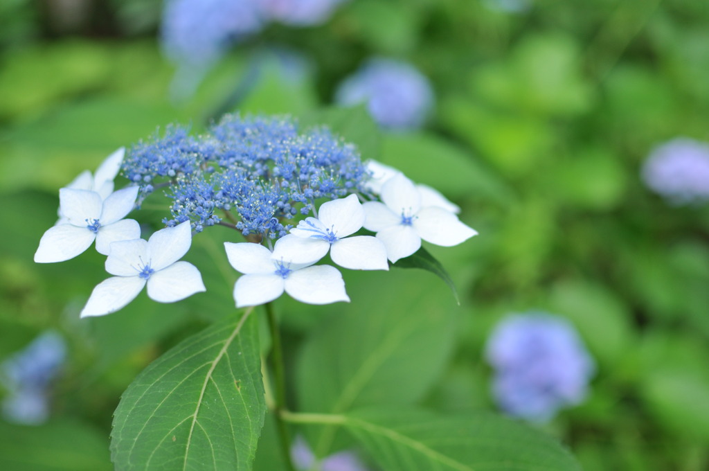 額紫陽花