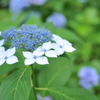 額紫陽花