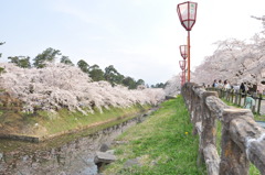 弘前公園　花見その１