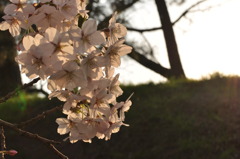 弘前公園　帰り道の桜