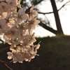 弘前公園　帰り道の桜