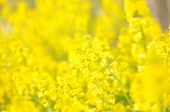近所の菜の花