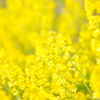 近所の菜の花