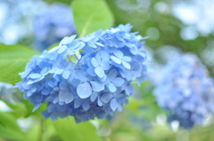 紫陽花