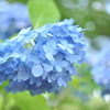 紫陽花