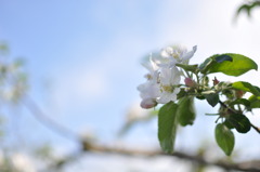 りんごの花