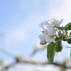 りんごの花