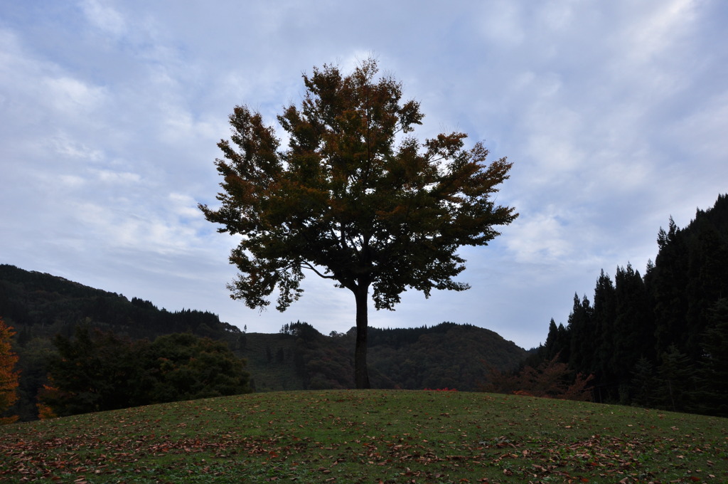 紅葉木