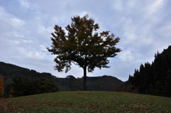 紅葉木