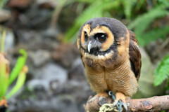 ふくろうの目線の先