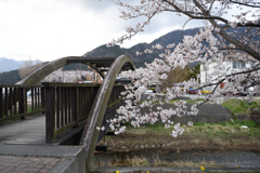 木橋と桜