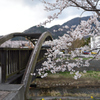 木橋と桜
