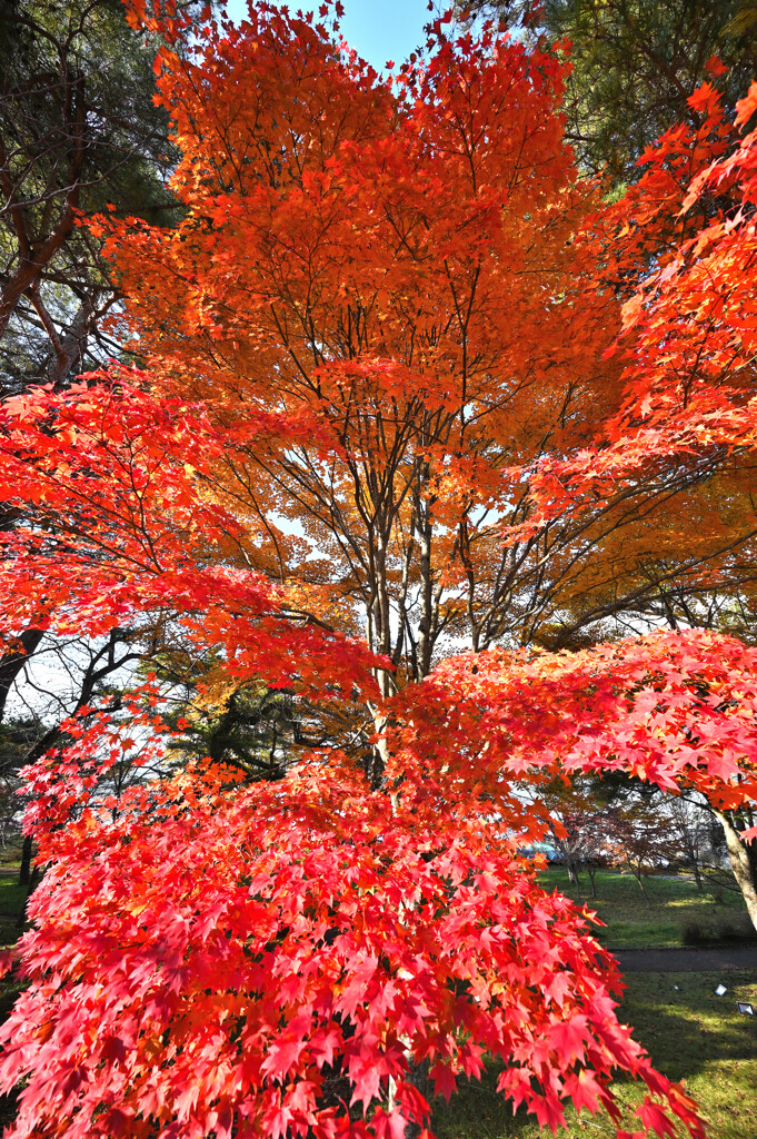 迫る紅葉