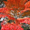 迫る紅葉