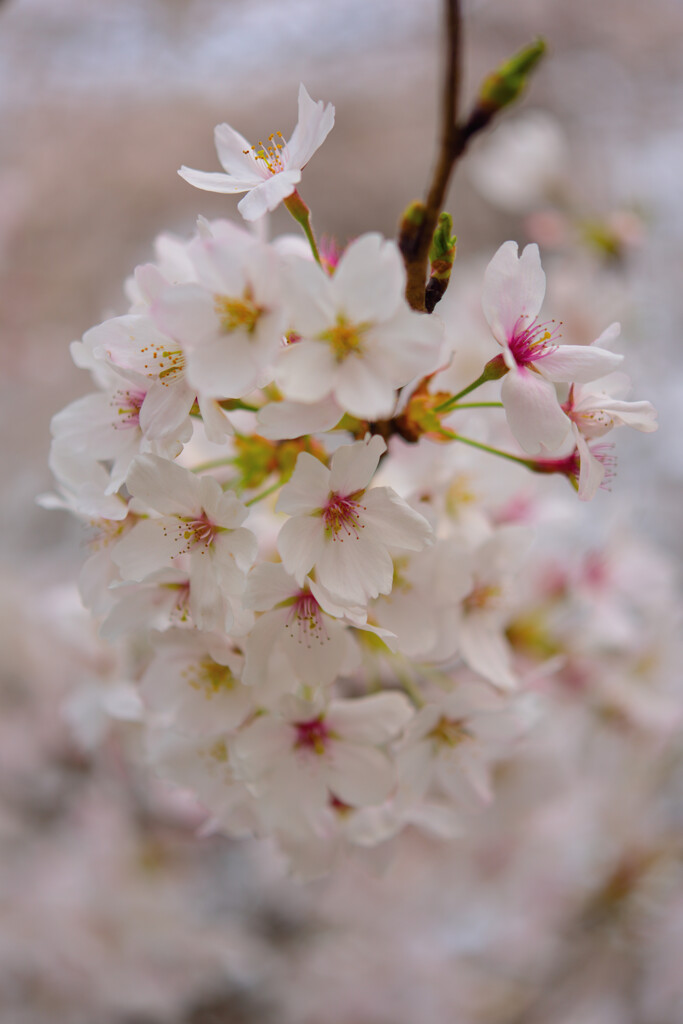 桜色に染まった