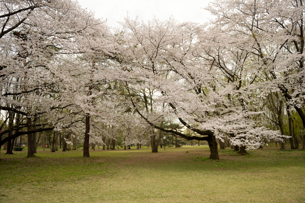 満開桜