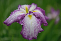 雨の中の花菖蒲