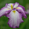 雨の中の花菖蒲