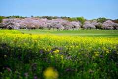 菜の花と桜