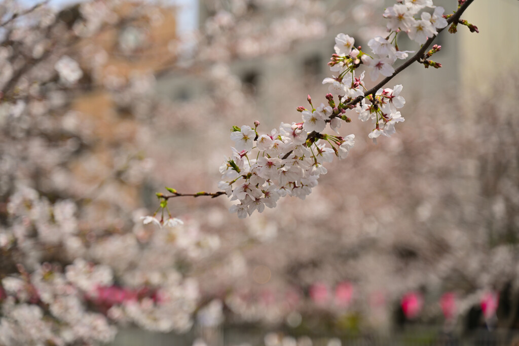 桜まつり