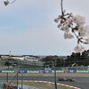 F1と桜