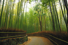 竹林の道