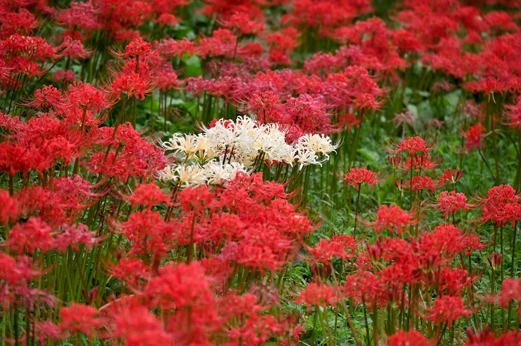 紅白彼岸花