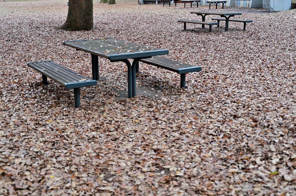 落ち葉だらけの公園