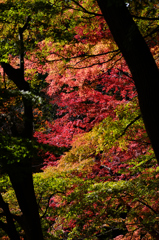 諏訪峡の秋