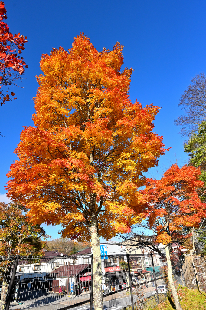 紅葉の季節