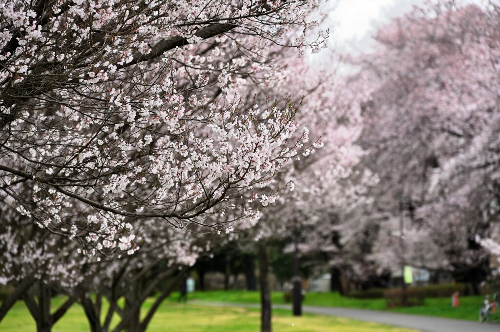 桜のある風景