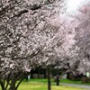 桜のある風景