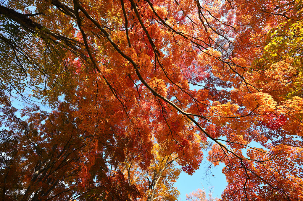 圧巻の紅葉