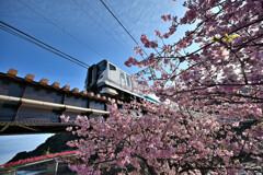 河津桜と電車