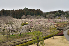 梅の景観
