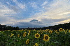 富士山とひまわり