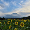 富士山とひまわり