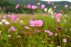 コスモス咲き乱れる コスモス咲き乱れる