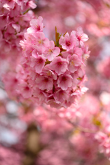 一足お先のお花見