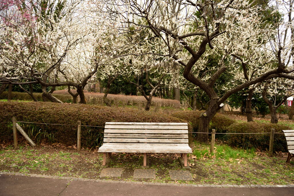 梅とベンチ